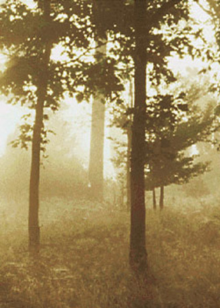 Nebel im Wald